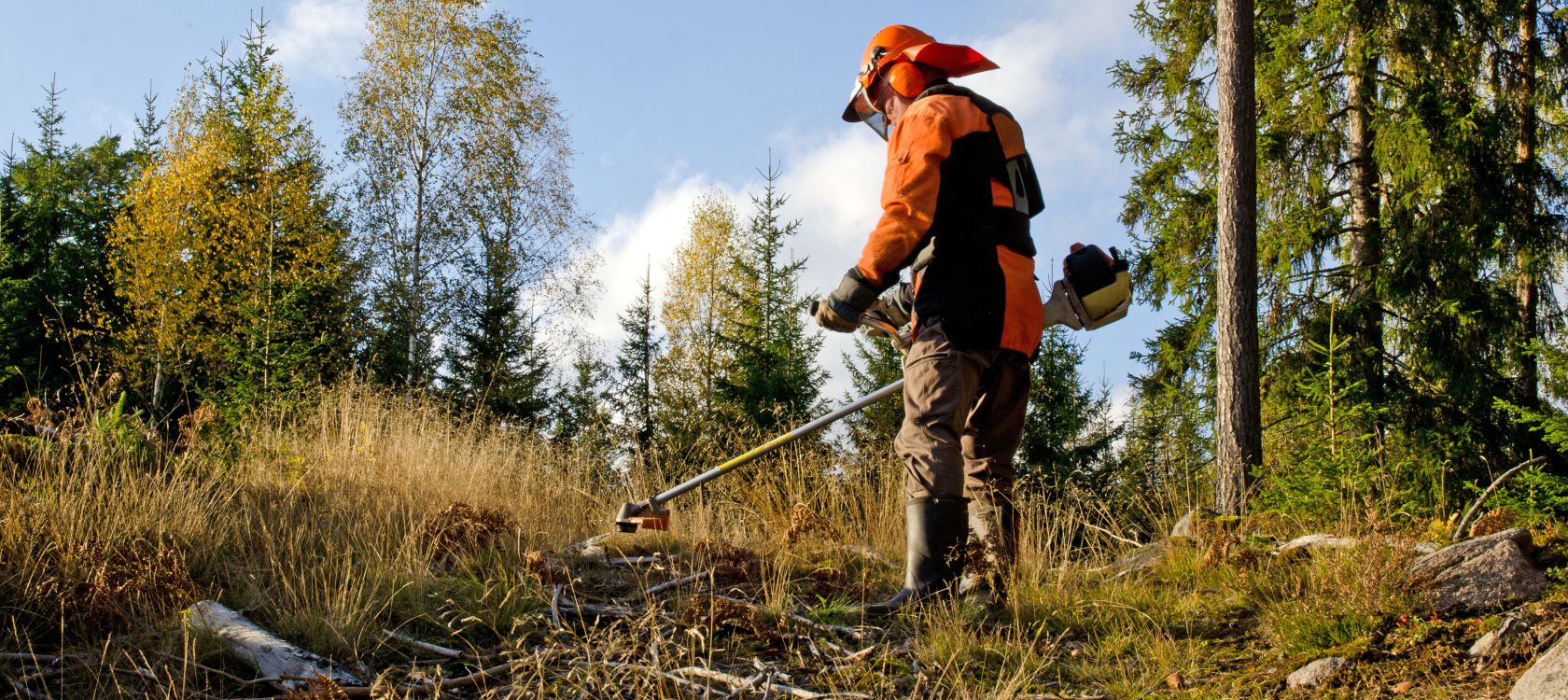 Chantier de débroussaillage sur un terrain des Alpes-Maritimes