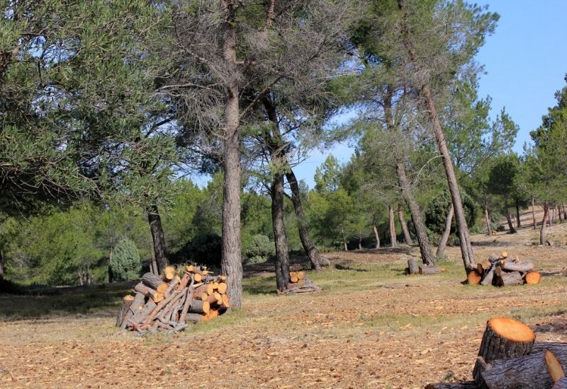 Prix du débroussaillage à Drap